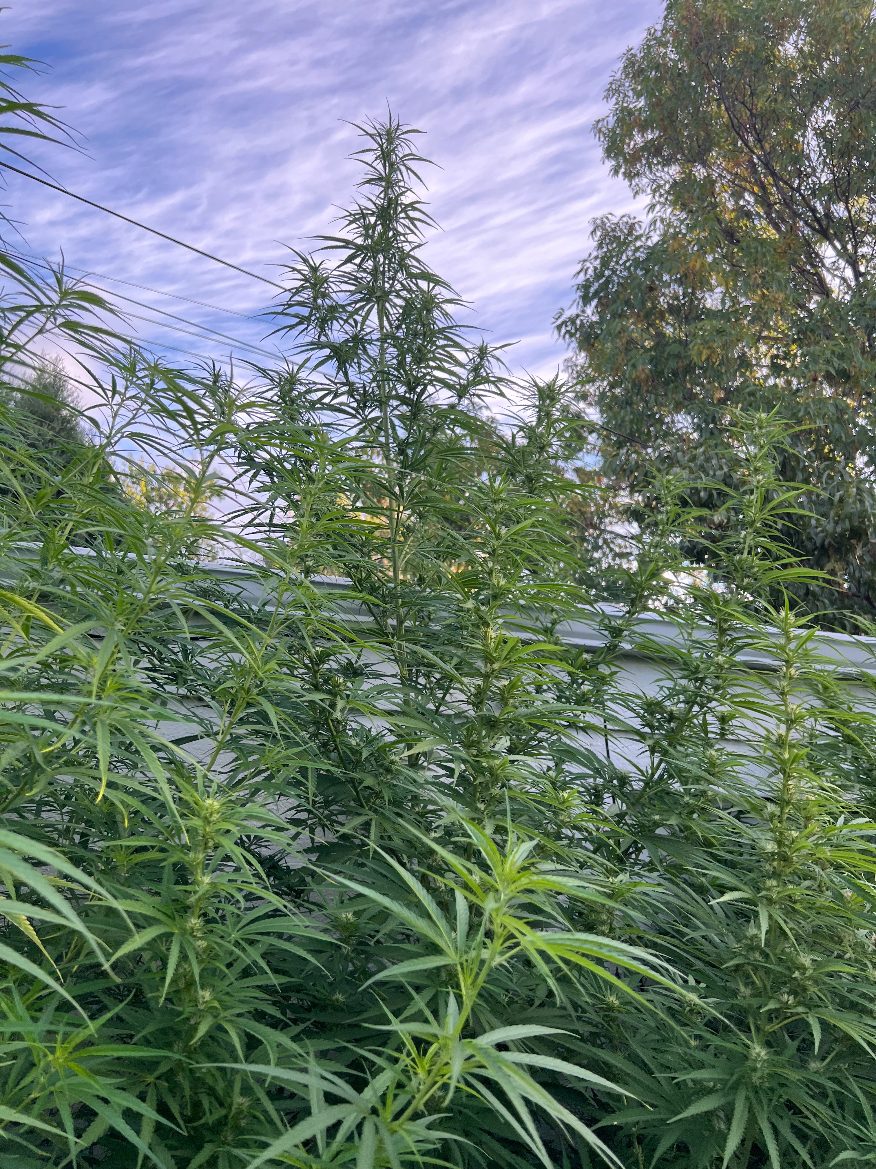 2015 Golden Tiger Reproduction (Thai pheno)