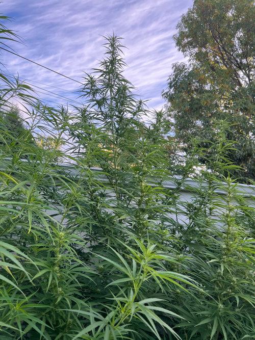 2015 Golden Tiger Reproduction (Thai pheno)