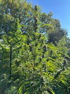 2015 Golden Tiger Reproduction (Malawi Pheno)