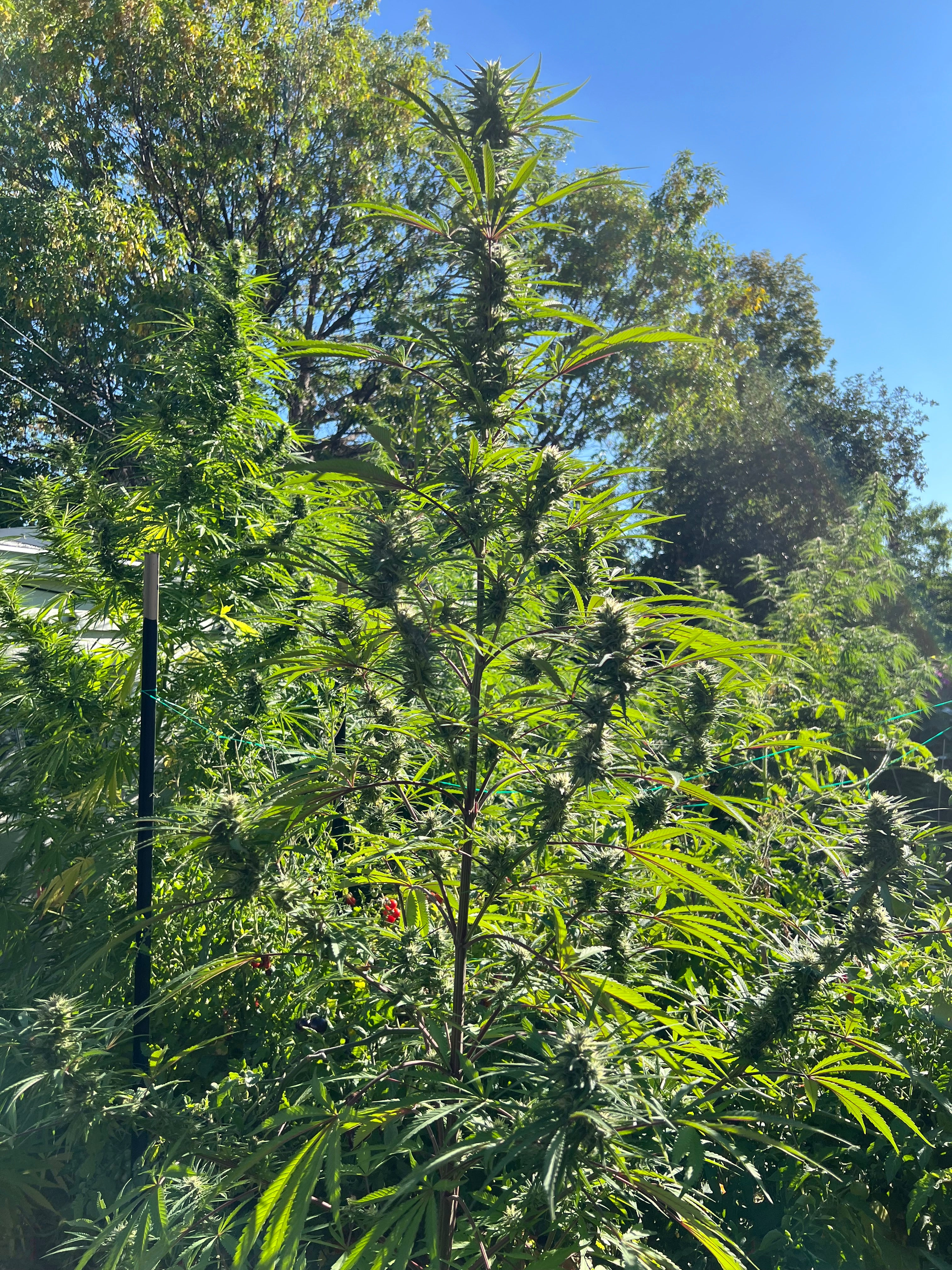 2015 Golden Tiger Reproduction (Malawi Pheno)