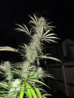 2015 Golden Tiger Reproduction (Malawi Pheno)