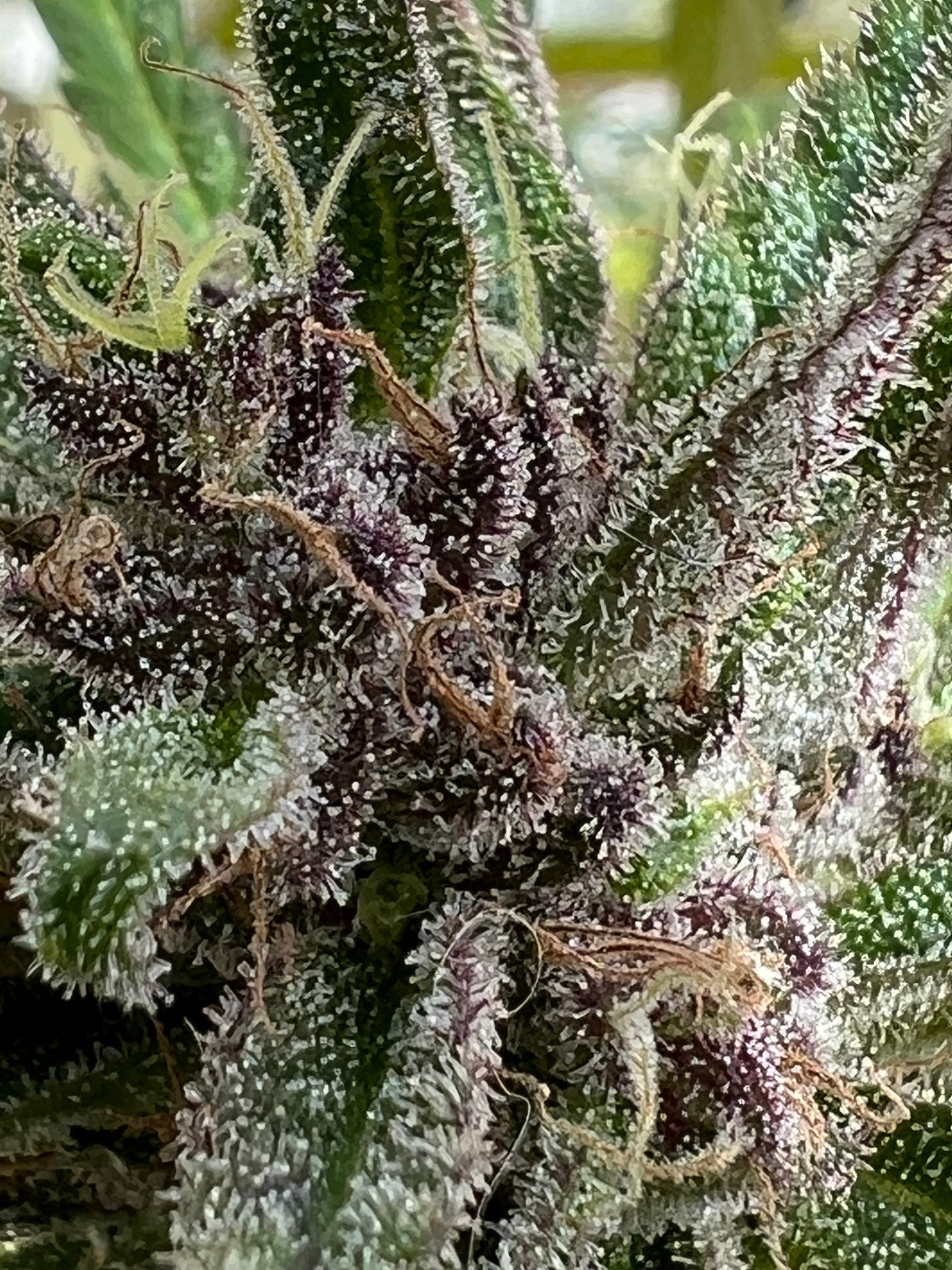2015 Golden Tiger Reproduction (Malawi Pheno)